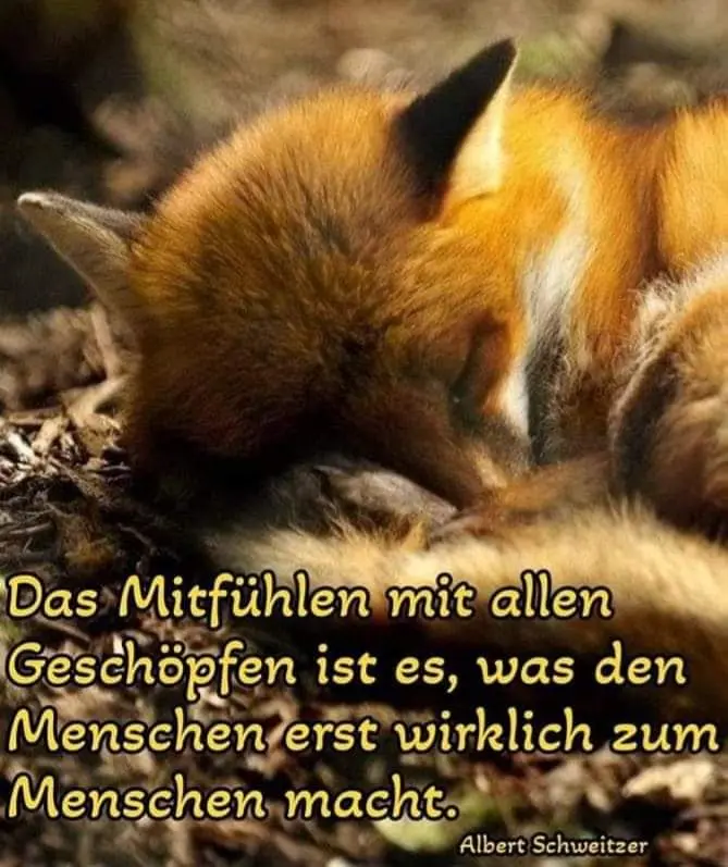 Condolence image of Sabine mit Kaspar Bärchen & Jessy tief im ♥️