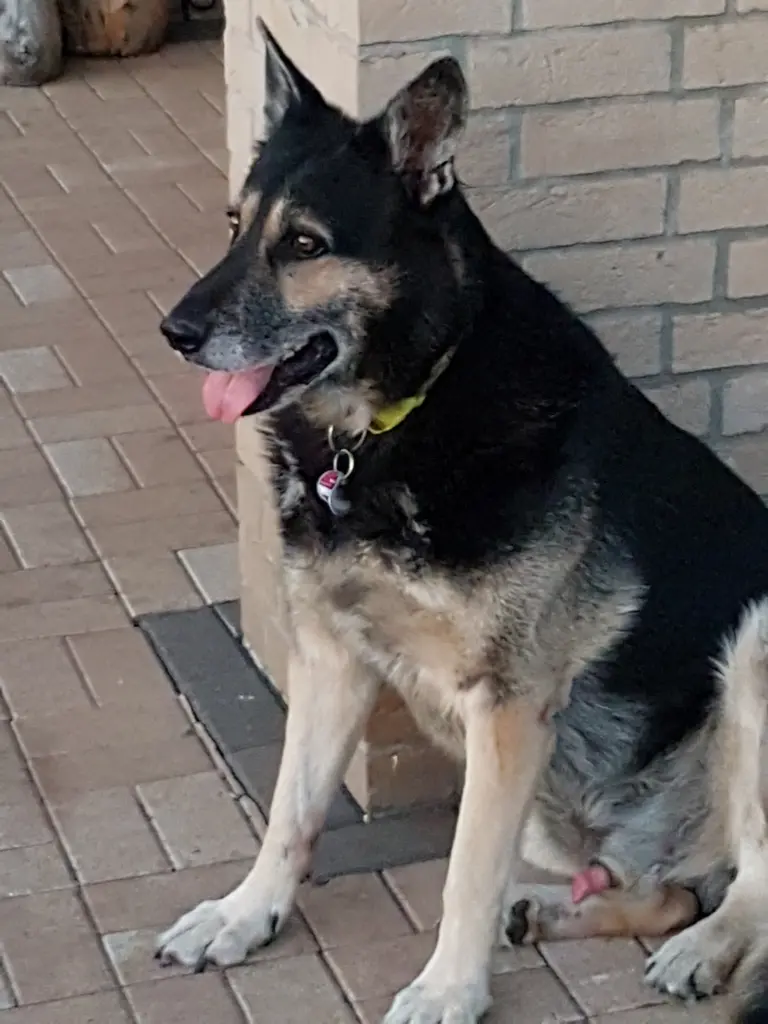 Image from Simba