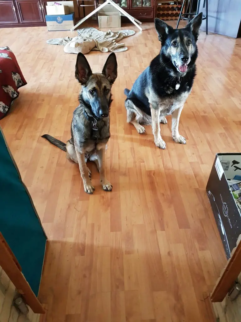 Image from Simba