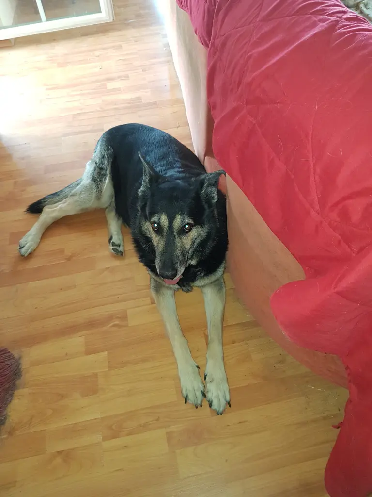 Image from Simba