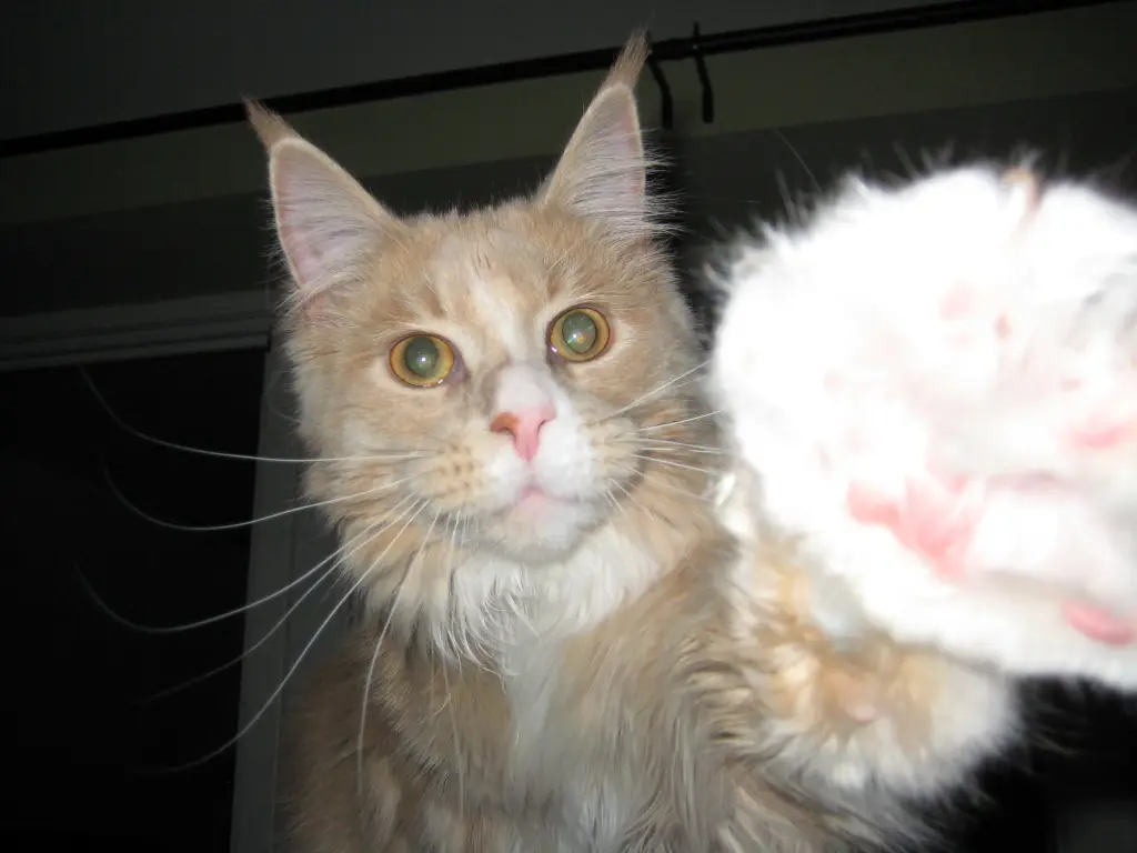 Condolence image of Claudia