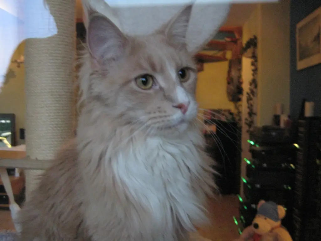 Condolence image of Claudia