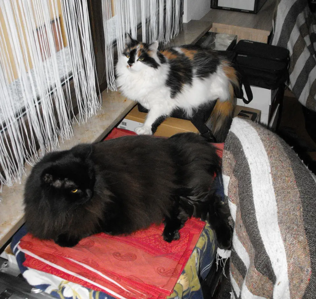 Image from Cherie