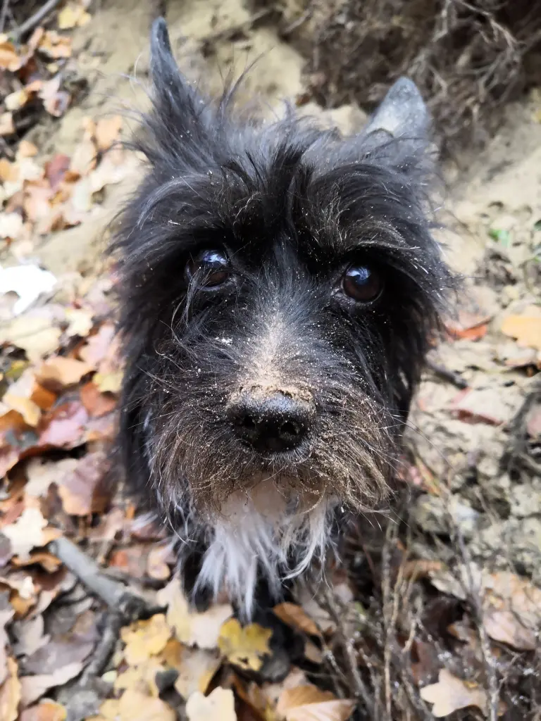 Andachtsbild von Daniy