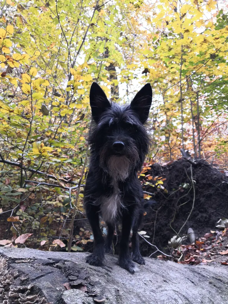 Andachtsbild von Daniy