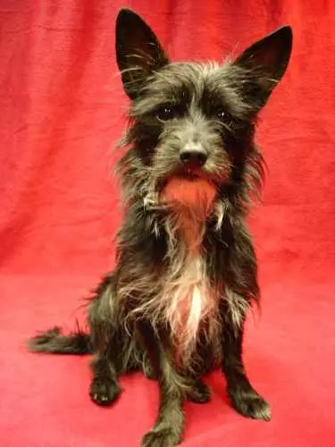 Bild von Cookie Monsta