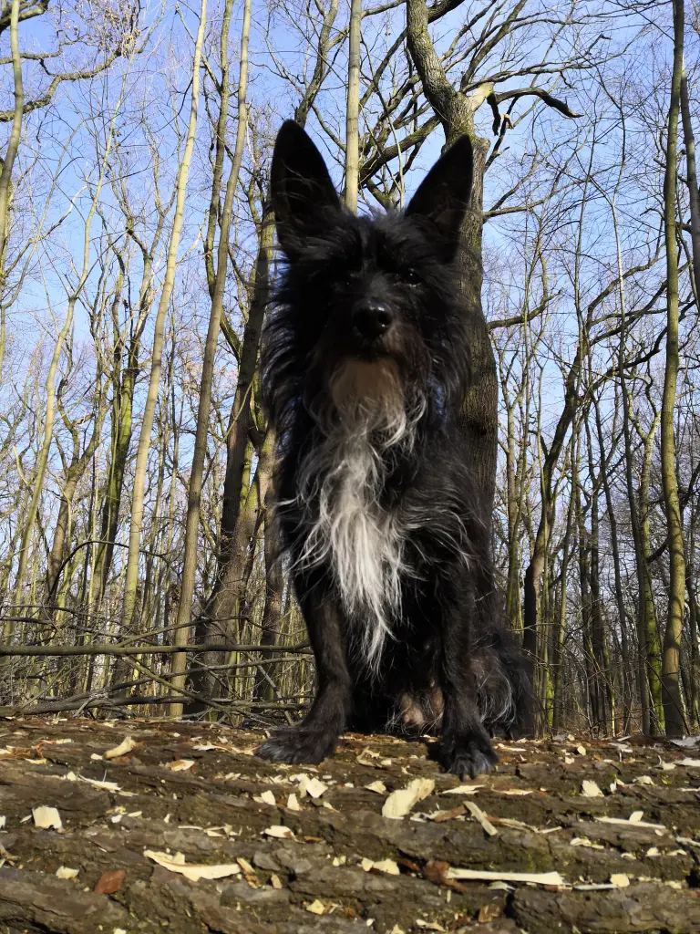 Bild von Cookie Monsta