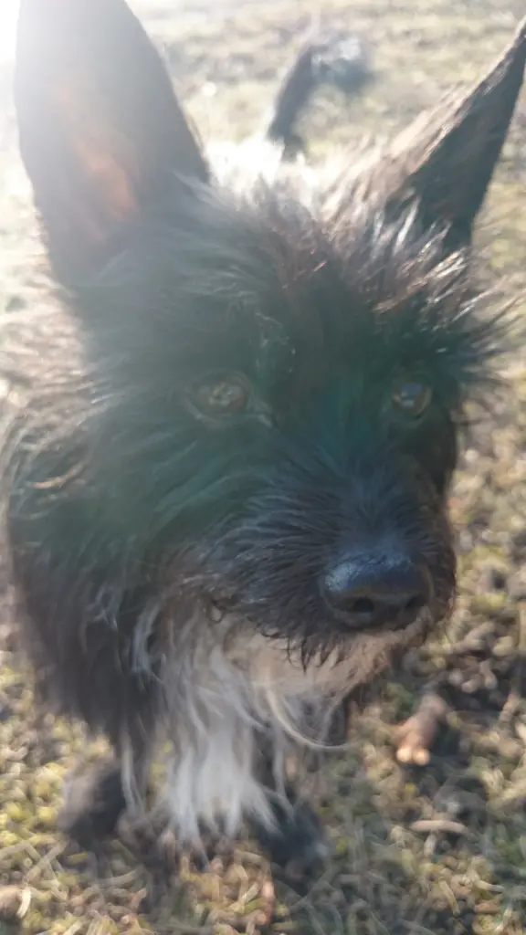 Bild von Cookie Monsta