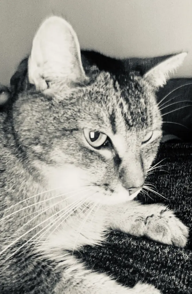 Image from Charlie