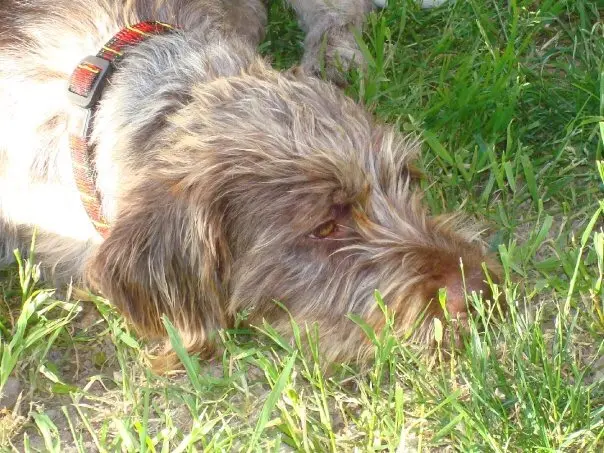 Image from Txoko