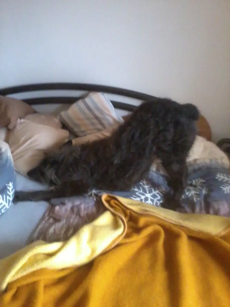 Image from Osita