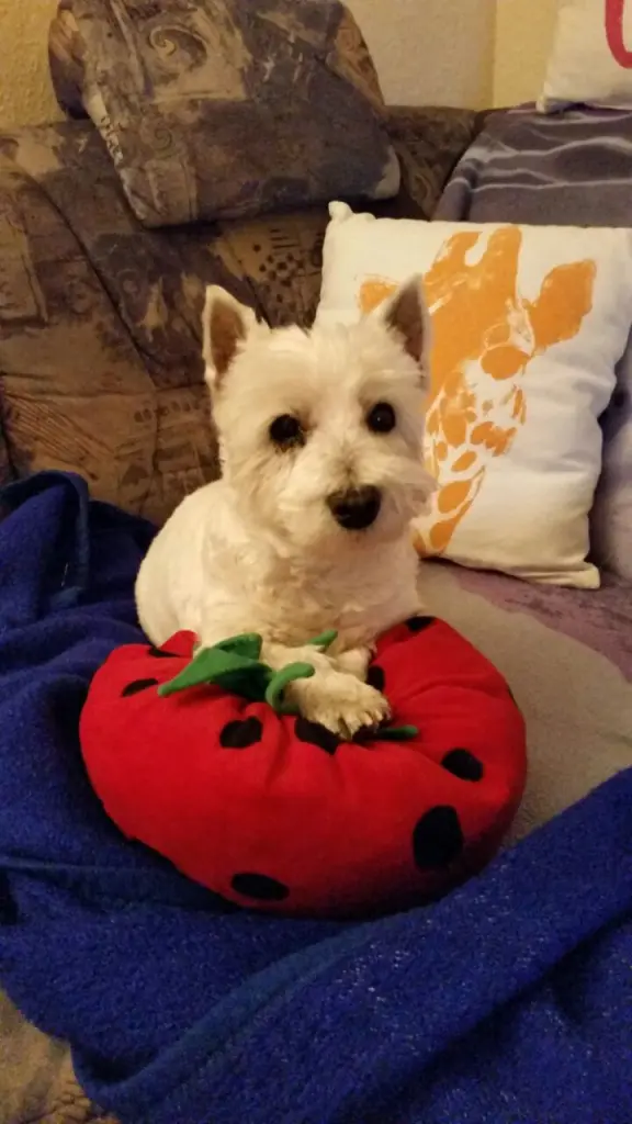 Image from Maxi