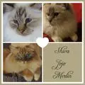 Condolence image of Uschi mit Seelenfreunden  Shiva, Jojo und Merlin