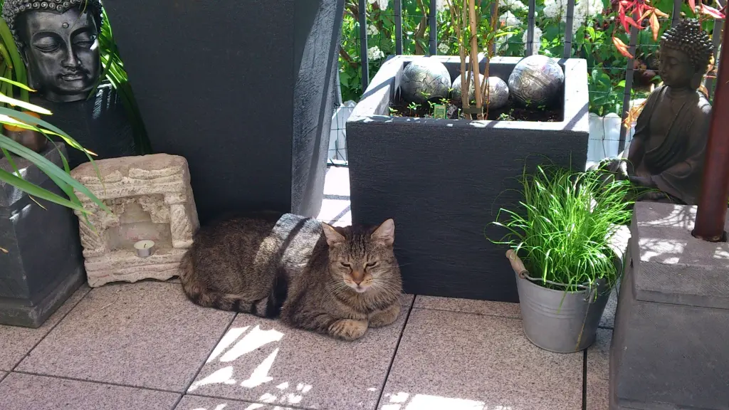 Image from Frieda