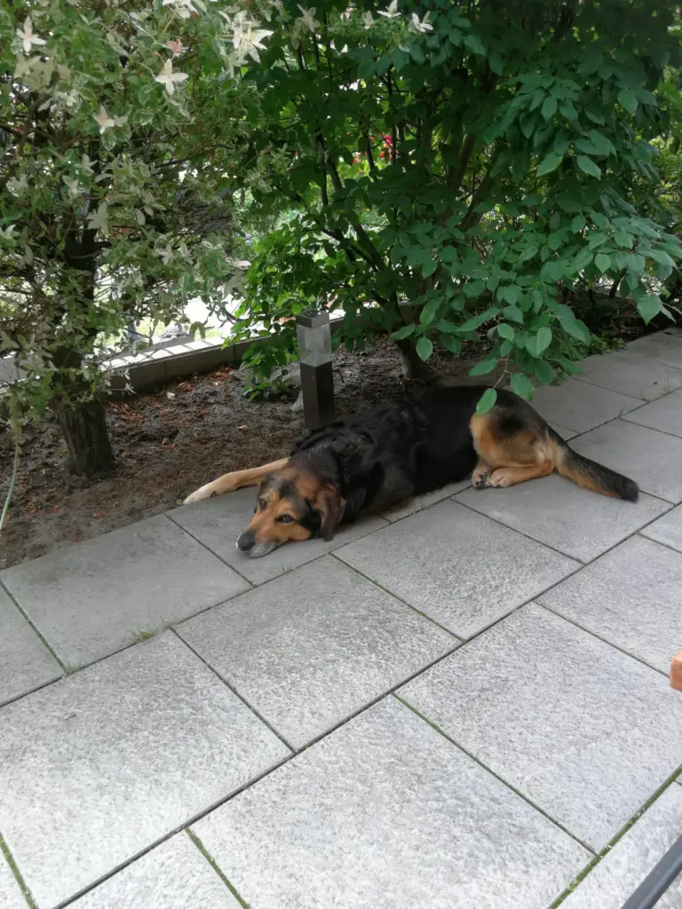 Image from Taiga