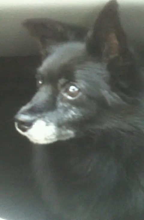 Image from Blacky