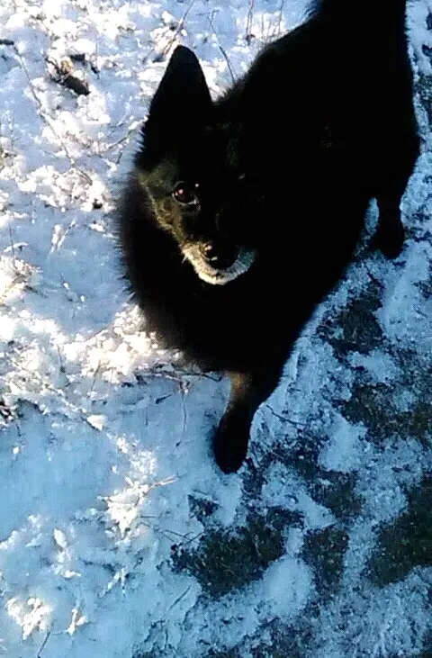 Image from Blacky