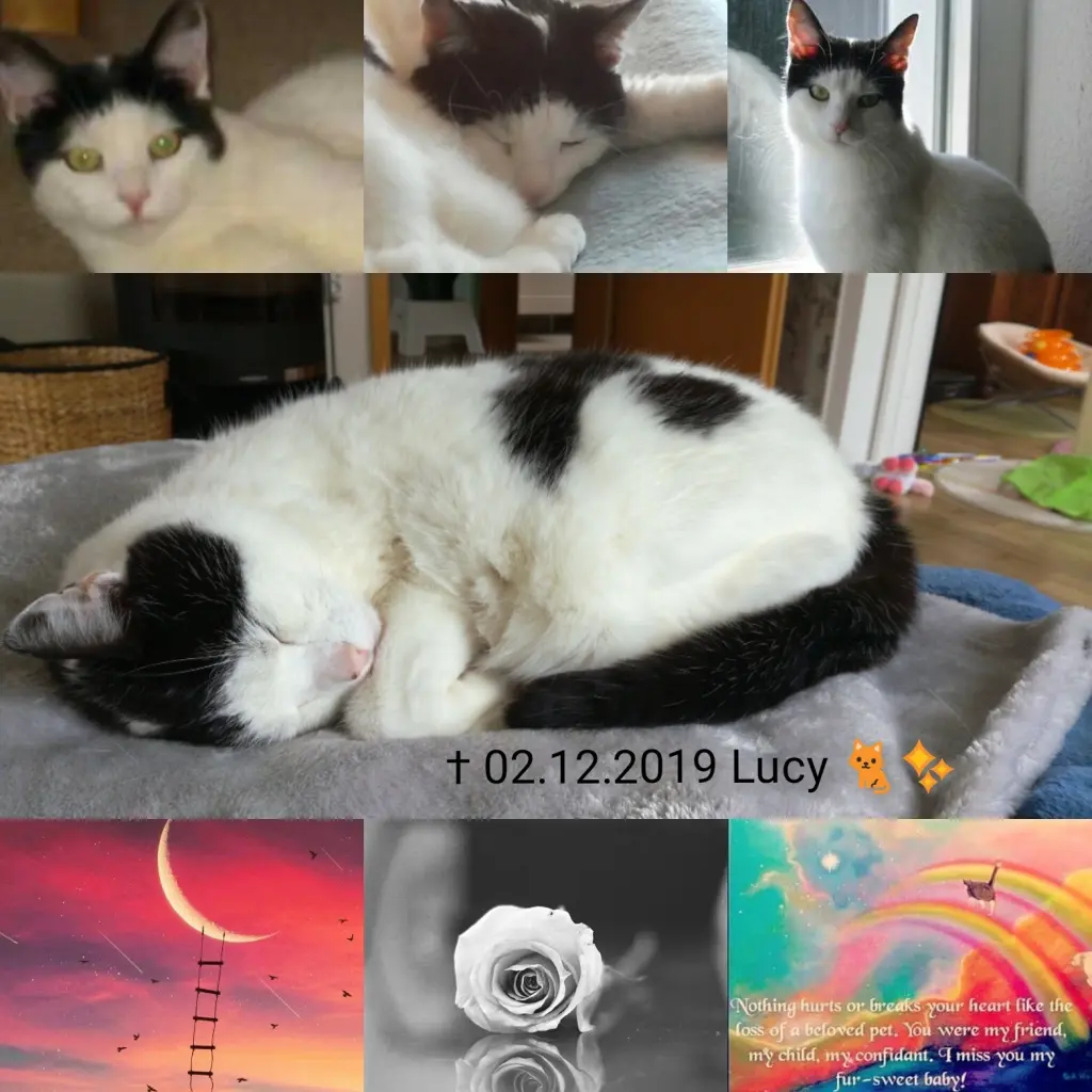 Image from Lucy