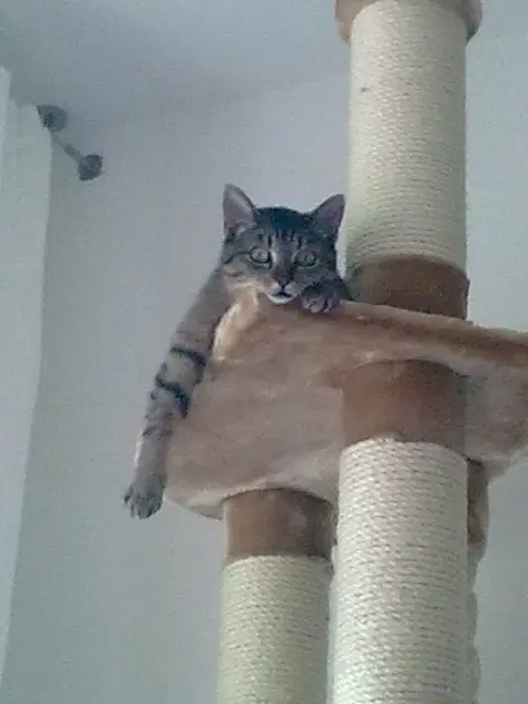 Image from Lilli