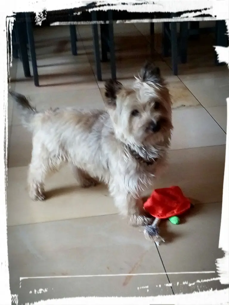 Image from Amadeus
