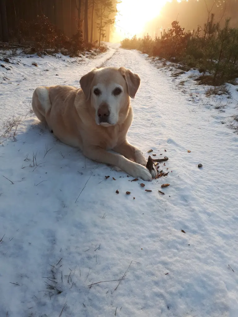 Image from Dozer