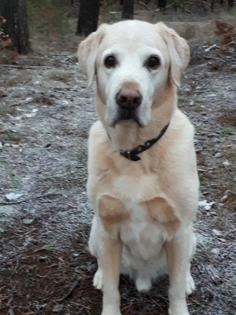 Image from Dozer