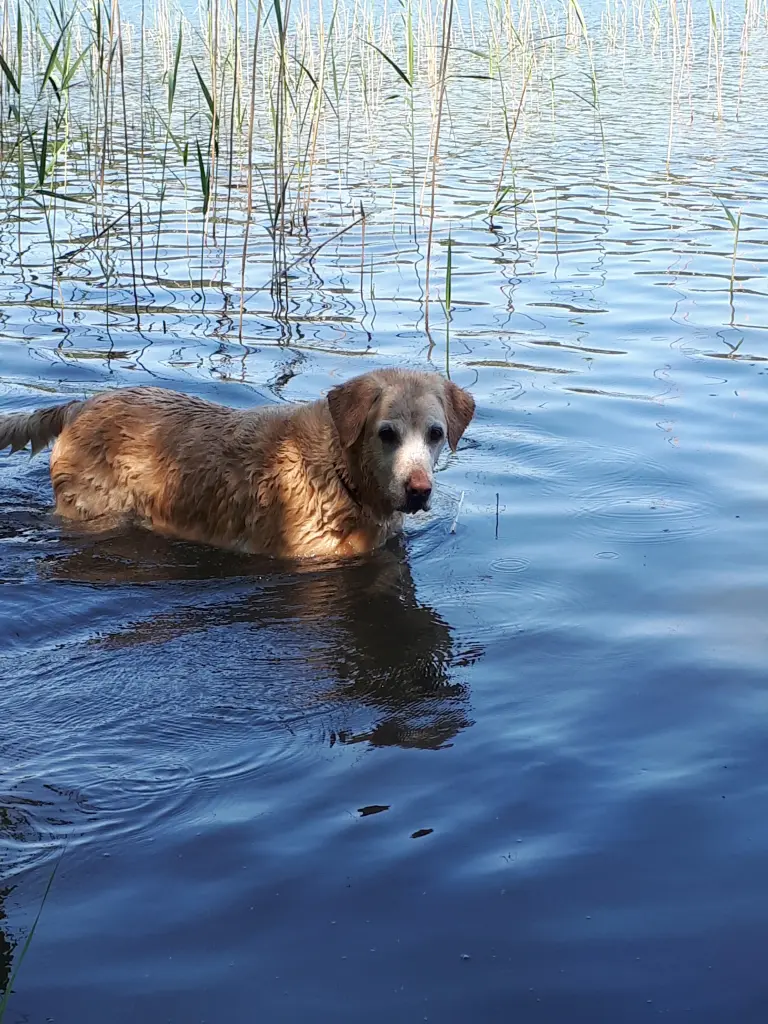 Image from Dozer