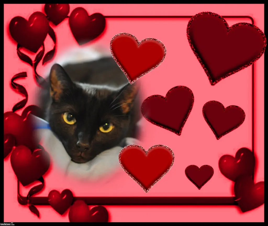 Condolence image of Ulla von Timmy, Lucky, Lady und Benny