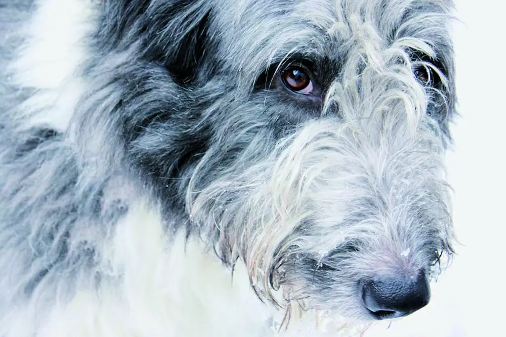 Image from Balou