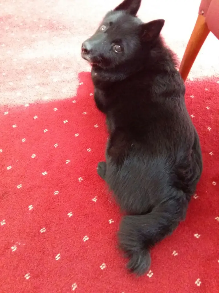 Condolence image of Norbert  Soschinski