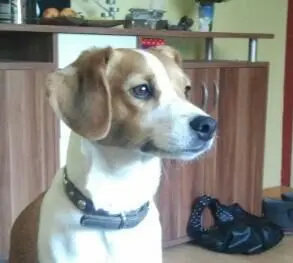 Image from Lucy