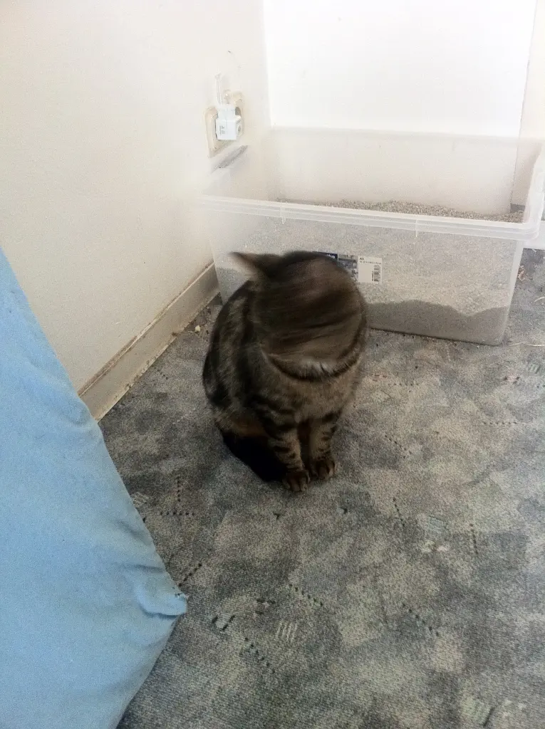 Image from Felix
