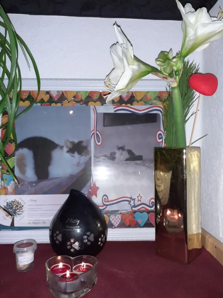 Condolence image of Alex