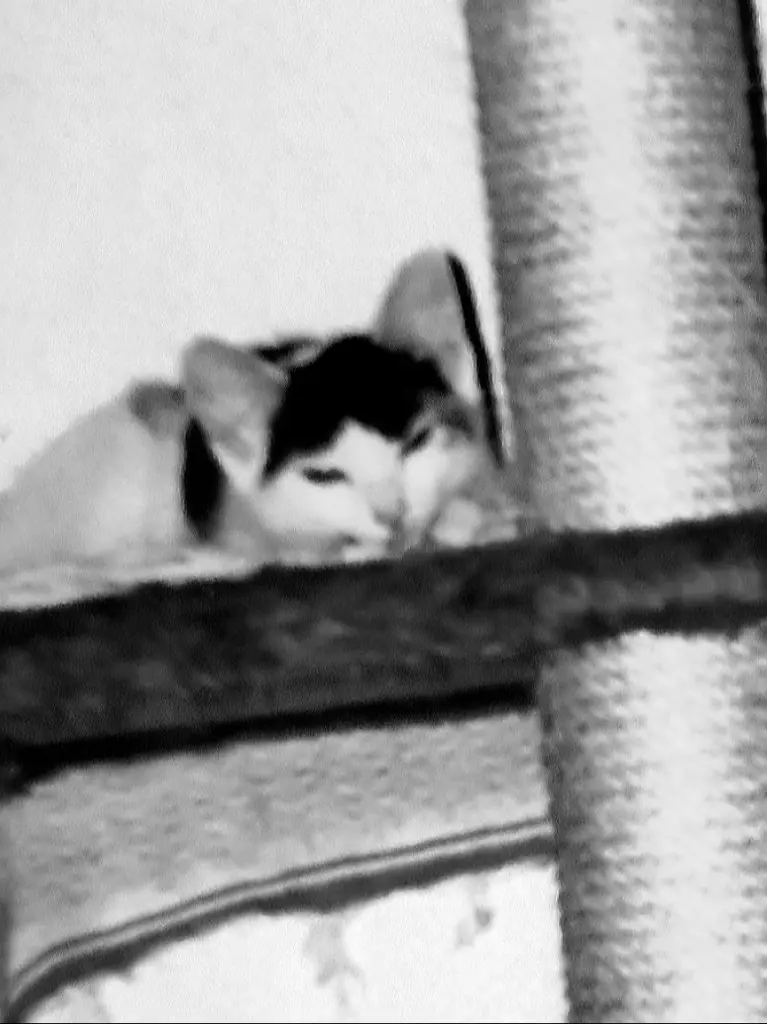 Condolence image of Alexandra Flasche