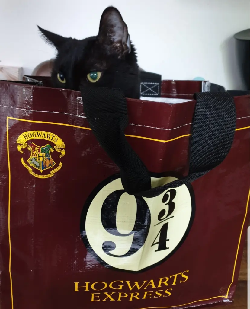 Image from Zorro