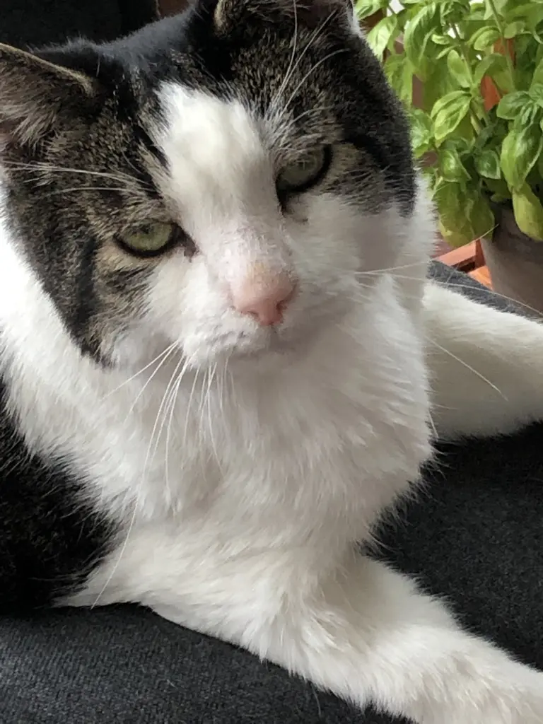 Condolence image of Petra mit Timmy im Herzen