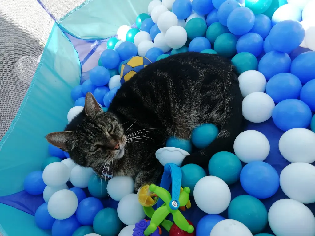Image from Tiger