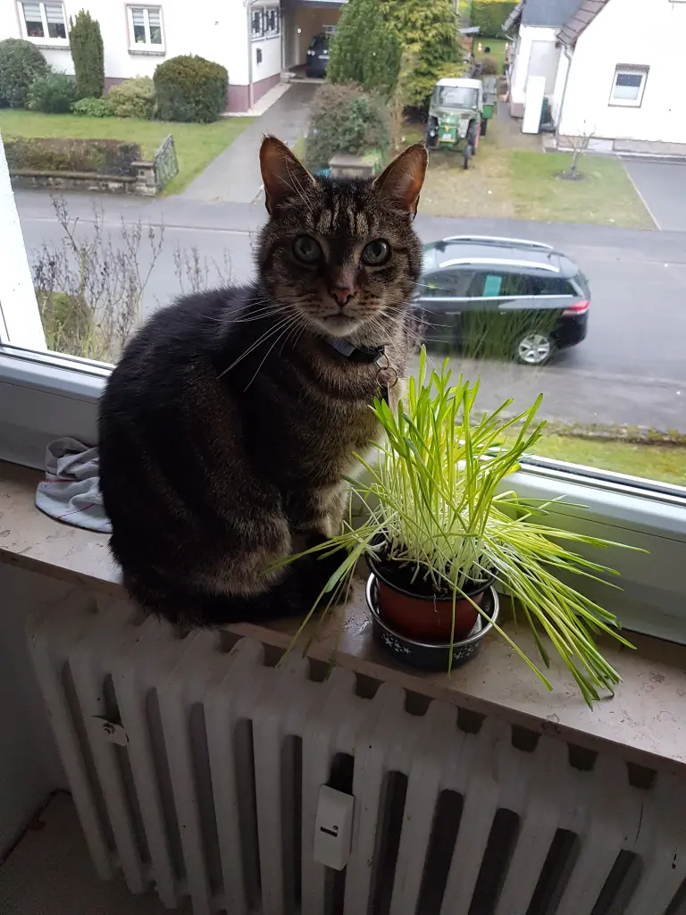 Image from Tiger