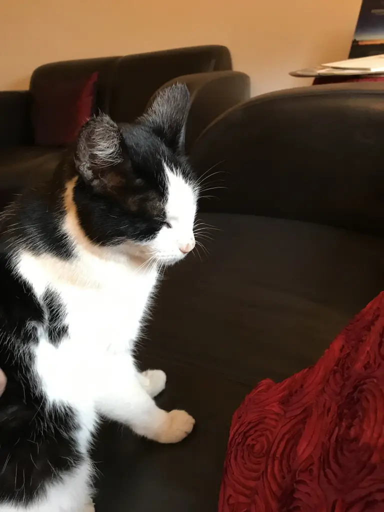 Andachtsbild von Dana