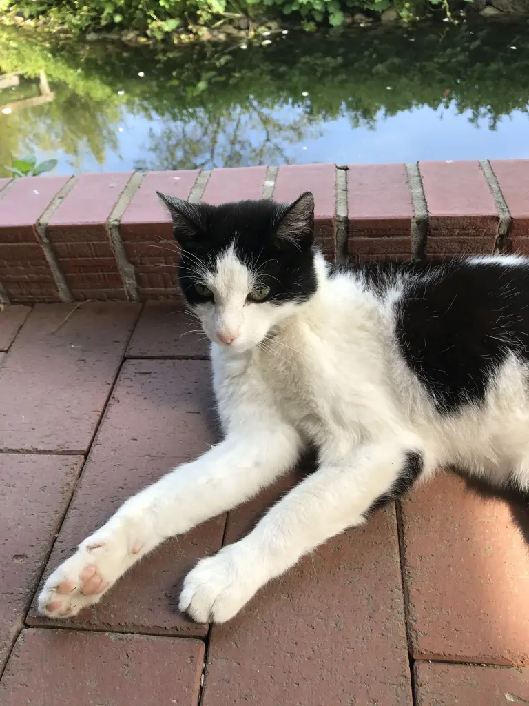 Andachtsbild von Claudia