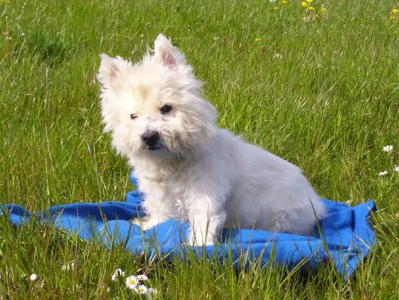 Andachtsbild von Shawn