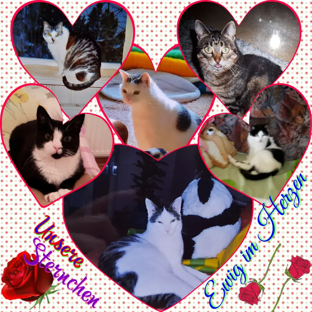 Andachtsbild von Eike und Edeltraud mit Mulle, Miezi, Jonny, Felix, Lemmi und Tommi tief im Herzen ❤❤❤❤❤❤