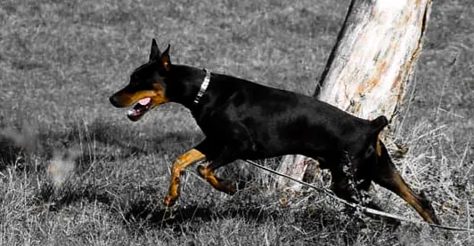 Image from Zeus