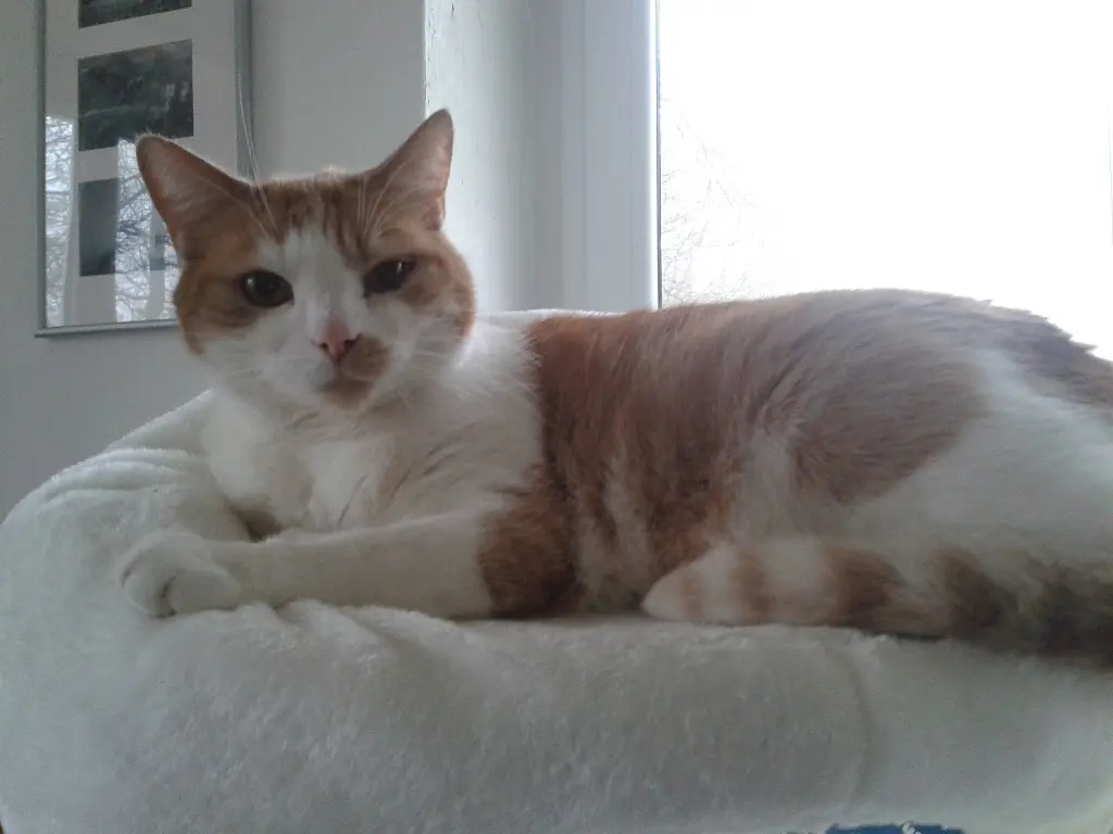 Condolence image of Heike mit Tigger im Herzen