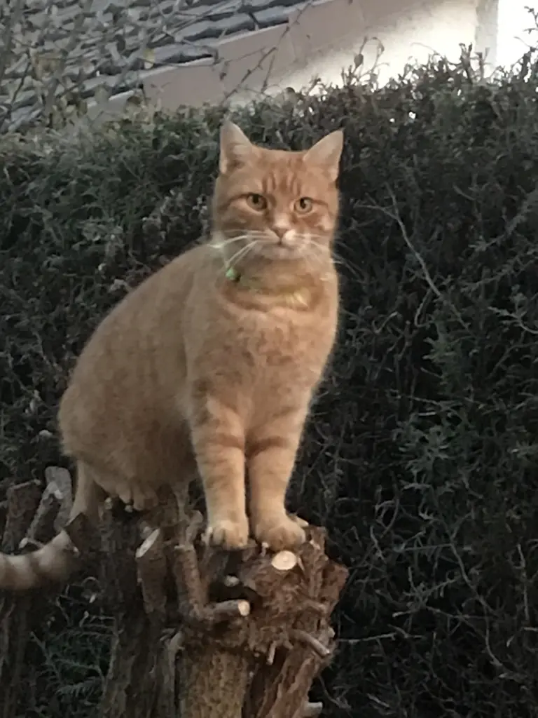 Andachtsbild von Putin