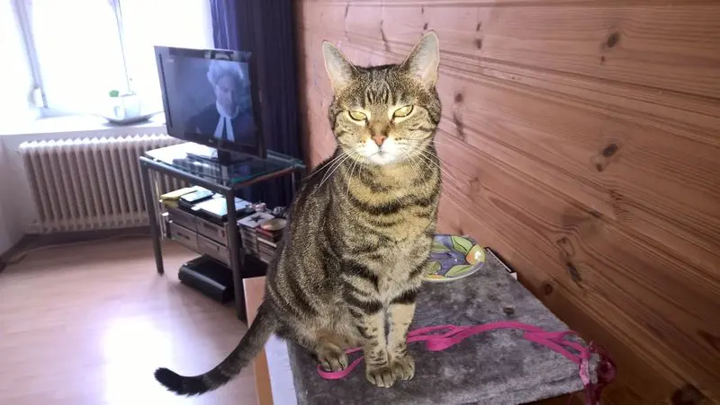 Andachtsbild von Patricia