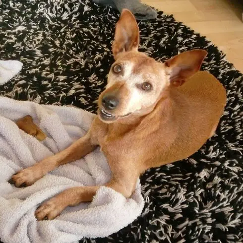 Condolence image of Jutta mit Purzel tief im Herzen✟08.05.2016