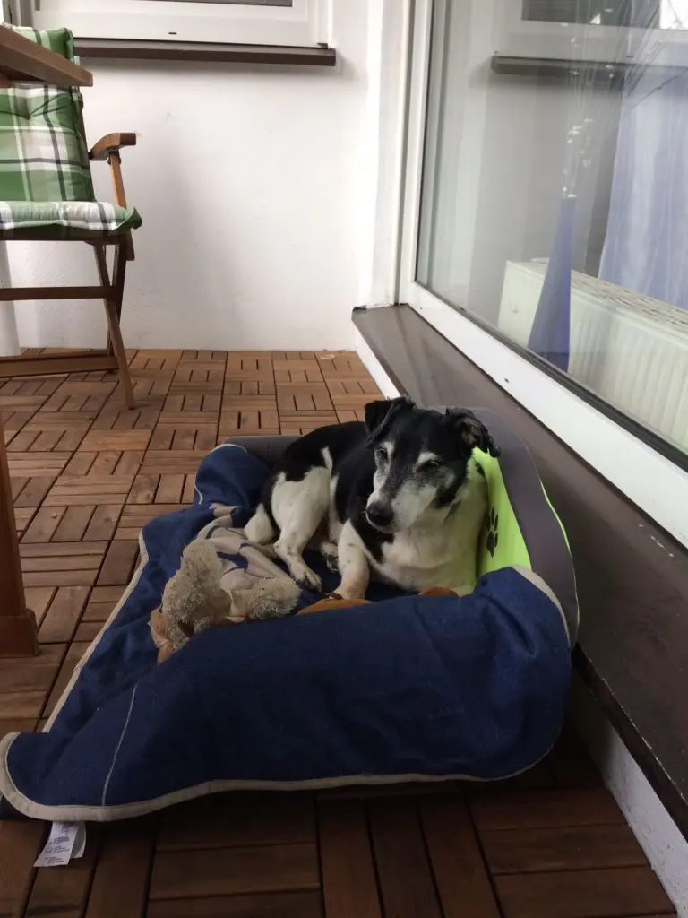 Image from Rocky