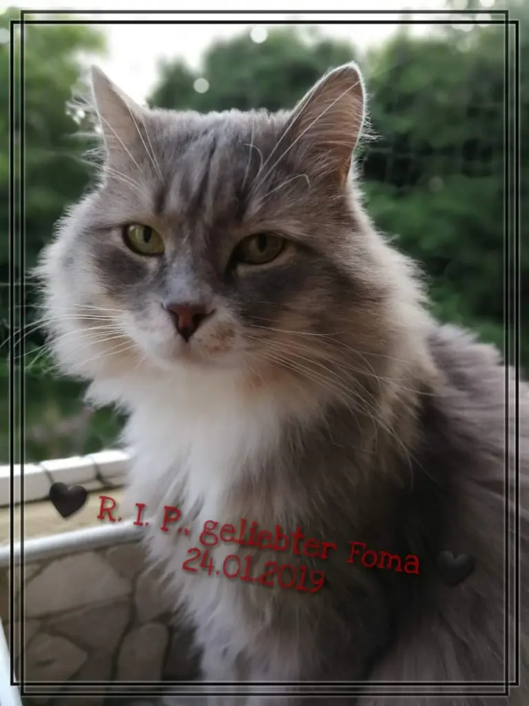 Image from Foma