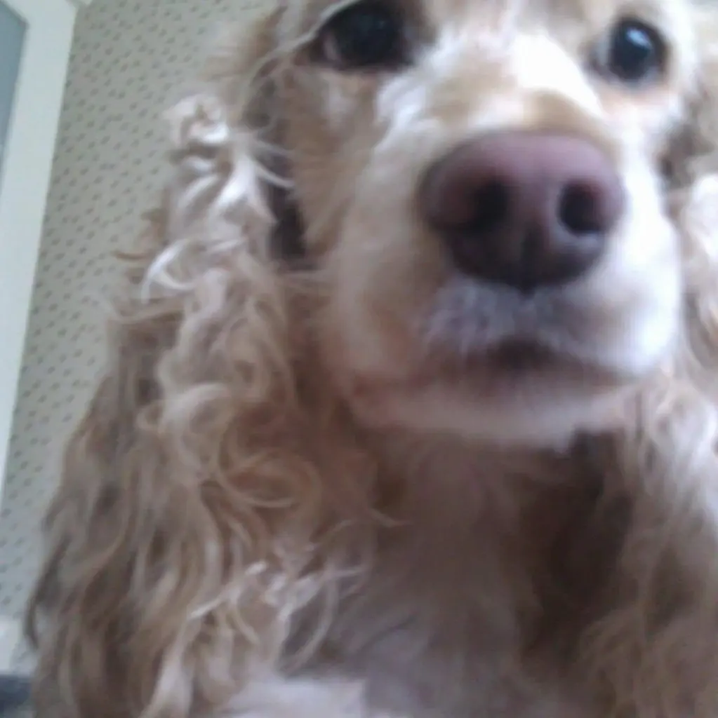 Image from Aiko 